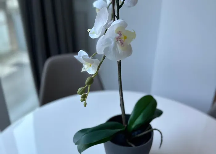 Apartmán N&g New Stoja *